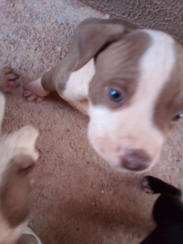 Imagem 2 de 5 de Filhotes Pit Bull