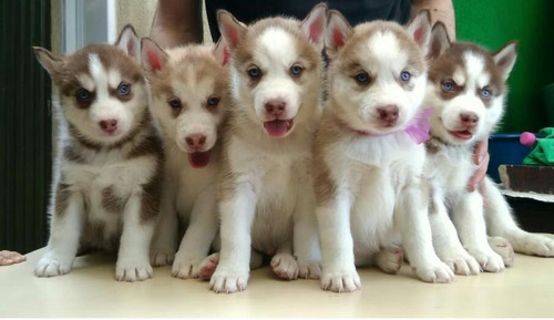 Cachorros Siberianos Husky Calidad A-1, Padres Importados 