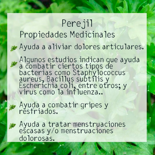 Tintura Madre De Perejil 50ml | Tónico Herbal