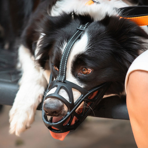 Hocico Para Perros Con Forma De Mejillón Para Perros, Tamaño