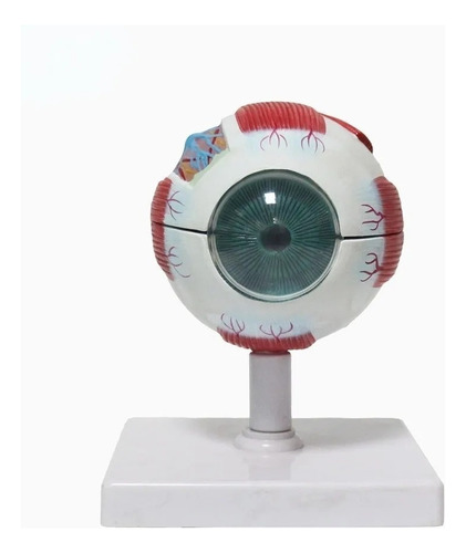 Modelo De Globo Ocular De Anatomía Del Ojo Humano Yy