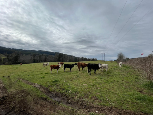Se Vende Proyecto Aprobado Por Sag Panguipulli Los Lagos