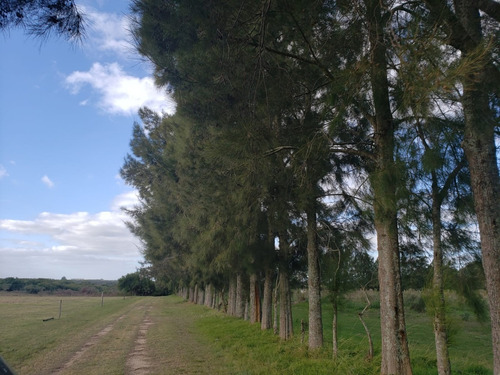 Imagen 2 de 11 de Campo Forestal - Ganadero. 200 Has Con Posada Y Arroyo.