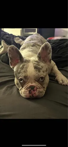 Servicio De Stud (monta) Bulldog Francés