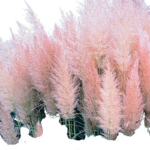 Imagem 1 de 7 de Capim Dos Pampas Rosa Grass Cortaderia Pink Sementes
