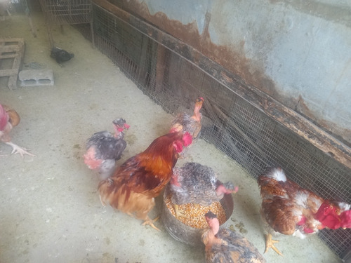 Imagen 5 de 10 de Gallos, Gallinas Criollas Guaricas, Culinas Y Pavos