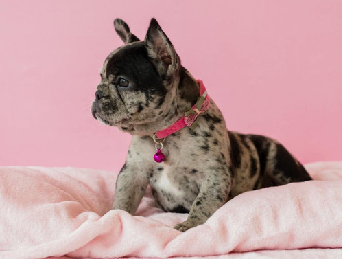  Bulldog Frances Exóticos Hembra Black Merle.