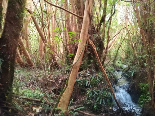 Terreno 3 Hectareas En Sector Aucaco Ancud