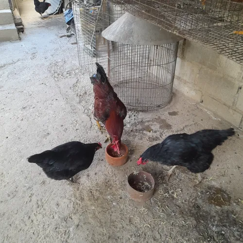Gallinas Criollas Ponedoras (Usado)
