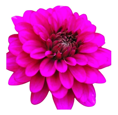 Bulbo De Flores Dalia Babylon Pink - Gigante - 01 Unidade | Parcelamento  sem juros