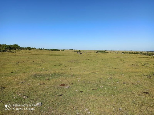 Se Venden 236 Hectáreas, Sobre Ruta 7, Entre Batlle Y Ordóñez Y Valentines. Campo De Sierra, Con Aptitud Ganadero Forestal.