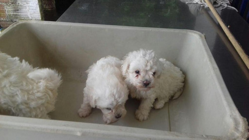 Cachorros Tea Cup Poodle Con Vacunas