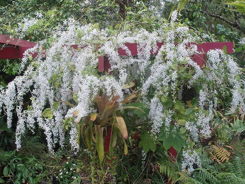 Trepadeira Brasileira Flor De Sao Miguel Ou Viuvinha Branca