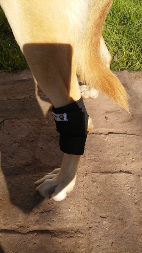 Protector De Tarso Ortopedia Canina