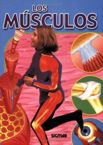 Musculos, Los