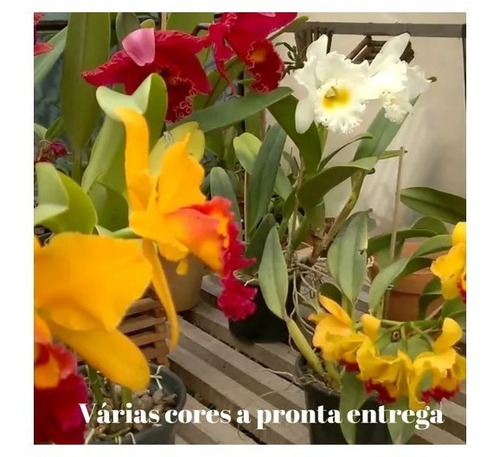 Orquídea Cattleya Kit Com 20 Mudas Mais Musgo E Substrato | Frete grátis