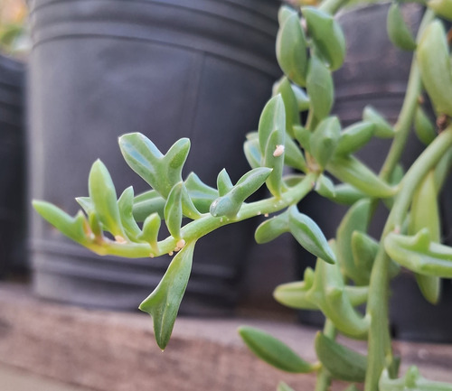 Senecio Peregrinus Cadena Delfines Suculenta Colección