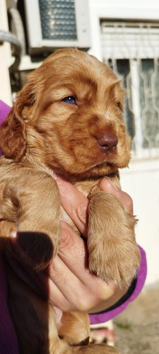 Cachorros Cocker Spaniel Inglés 