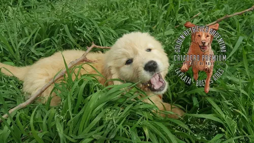 Cachorros Y Cachorras Golden Retriever Pureza A La Vistaa