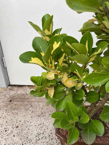 Bonsai De Ebonimus Variegado