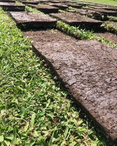 Grama Brasilera Premium 100% - Zona Norte - Zona Oeste