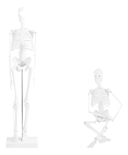 17,7  Soporte De Vida Tamaño Anatómico Anatomía Esqueleto En