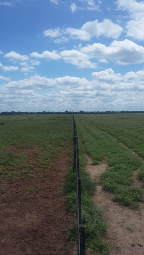Imagen 4 de 30 de Se Vende Campo En Cordoba Listo Para Trabajarlo