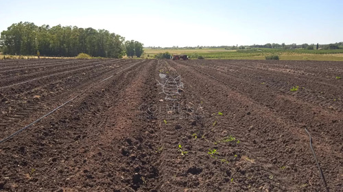 Excelente Oportunidad De Inversión Campo 6,7has Con Cultivo De Cañamo Cannabis 