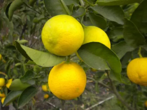Limón 4 estaciones 90cm de altura maceta de 22cm limonero citrico 