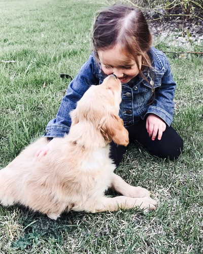 Hembras Y Machos 100% Golden Retriever Desde La Costa Verde.