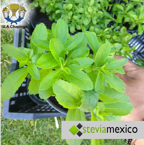 Imagen 8 de 10 de Stevia Orgánica Pulverizada En Bolsa Con 40g -- Envio Full--
