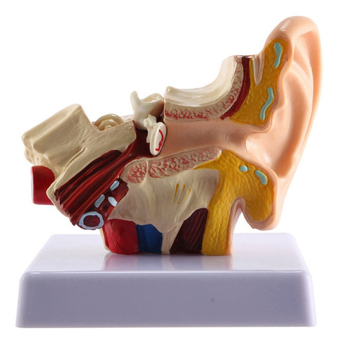 Modelo De Anatomía Del Oído Humano, 1,5 Veces, Para Escritor