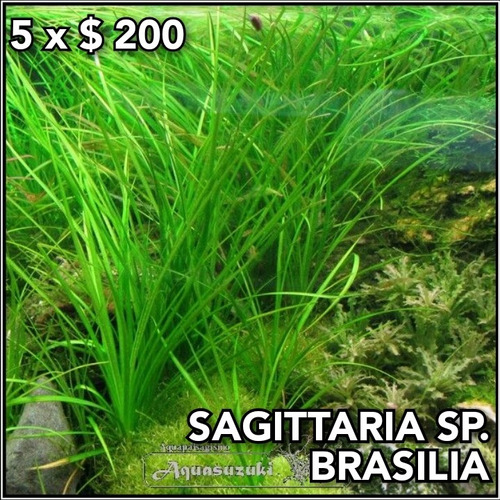 Sagittaria Sp. Brasilia Planta Acuario Plantado.