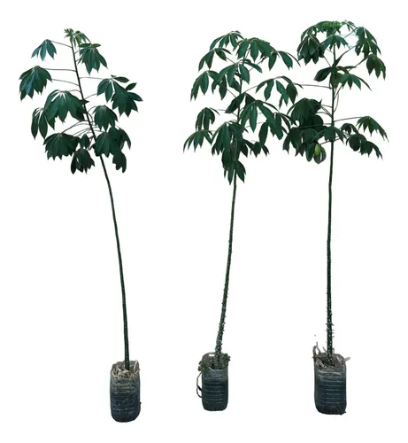 Árboles Palo Borracho, Ceiba Speciosa Grandes