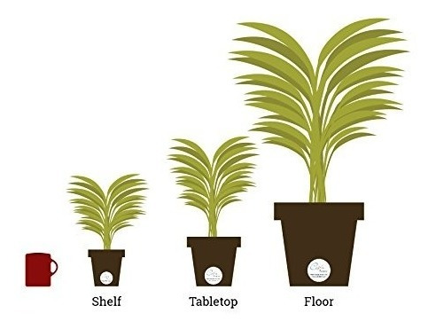 Costa Farms, Planta De Caucho De Borgoña Para Interiores,