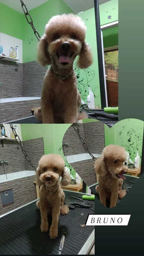 Imagen 4 de 5 de Peluqueria Y Baño Canino