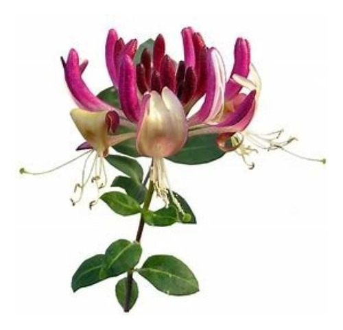 Madreselva Rosa Fuert ( Planta ) 1.40 M Lonicera Caprifolium