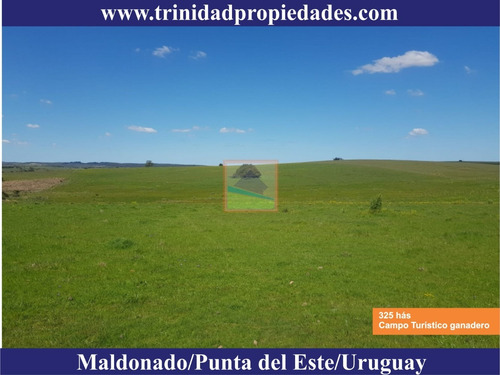 Imagen 8 de 14 de 325 Hás Campo Ganadero Criador
