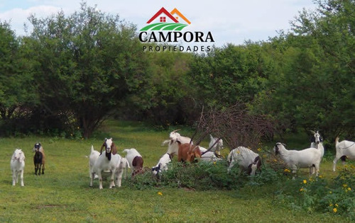 Imagen 6 de 10 de Campo A La Venta Ganadero En San Luis