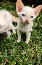 Comprar Gatito Siames Red Point Macho Ñ Mediados Abril ! Envios!!