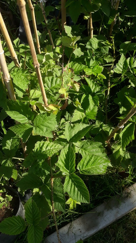 Planta De Frambuesa Adulta - Excelente -vivero Hab. X Senasa