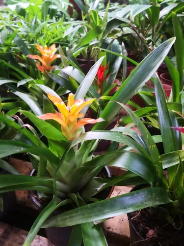 Planta De Guzmania Color Bromelia Interior Exterior Deco