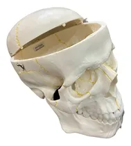 Comprar Crânio Anatômico Tamanho Natural Dividido 2 Partes Anatomic