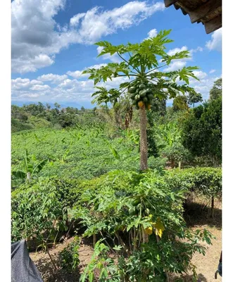 Finca en venta