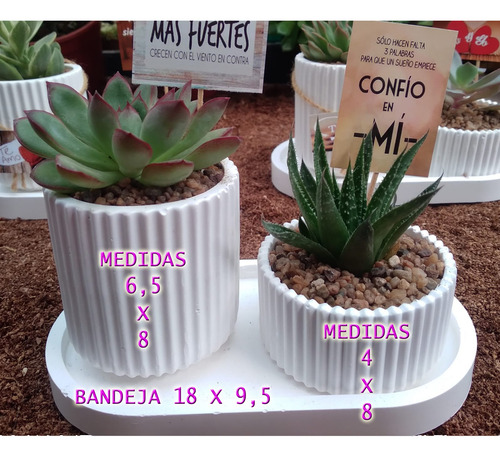 Suculentas Cactus Centros Regalos