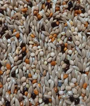 Comprar Semilla Mijo, Mezcla Para Diamantes Y Otros Exóticos (4kgs)