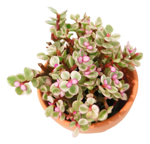 Planta Suculenta Portulacaria Afra Tricolor Black Friday