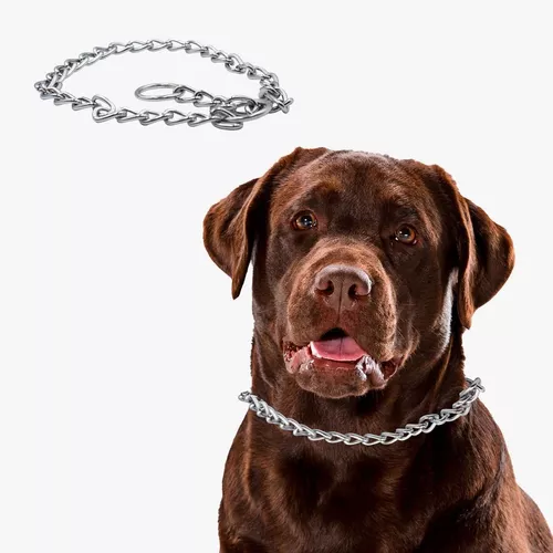 Expresión Móvil terminar Collar Cadena De Castigo Para Perro Entrenamiento Bauvipets