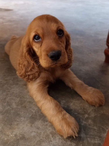 Imagen 8 de 10 de Cachorros Cocker Spaniel English