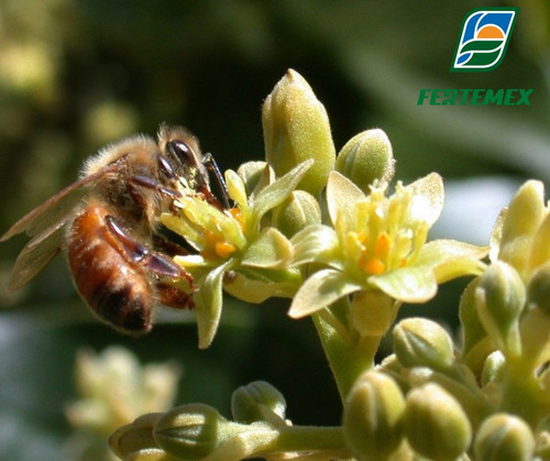 Activador Metabólico Jardín Orgánico| Ultra Fos-k| Fertemex|